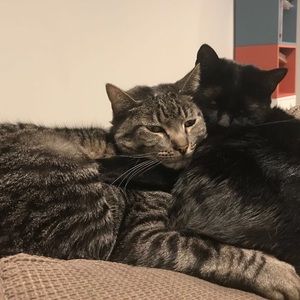 Meet your Posher, Joyce